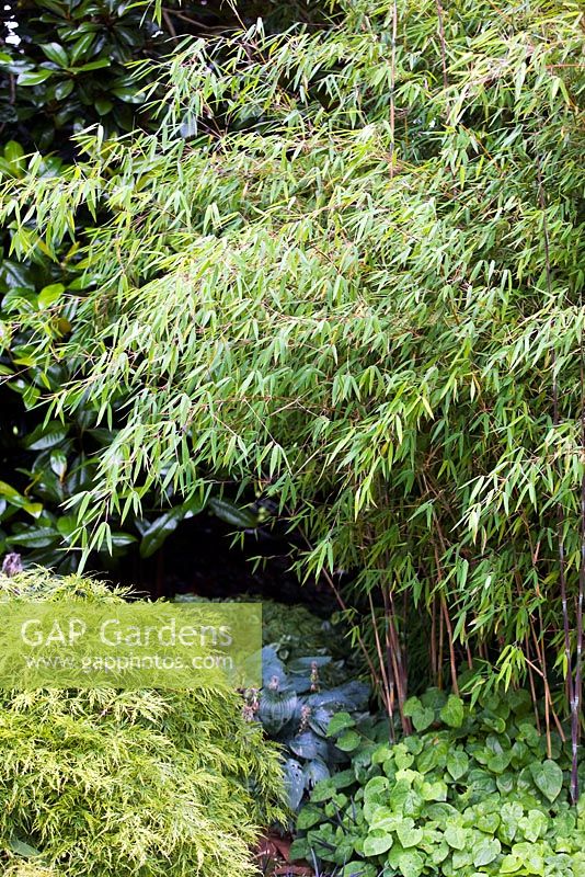 Fargesia nitida - Chinese fountain bamboo in woodland setting with Epimedium, Hosta and Acer. Late summer, RHS Wisley.