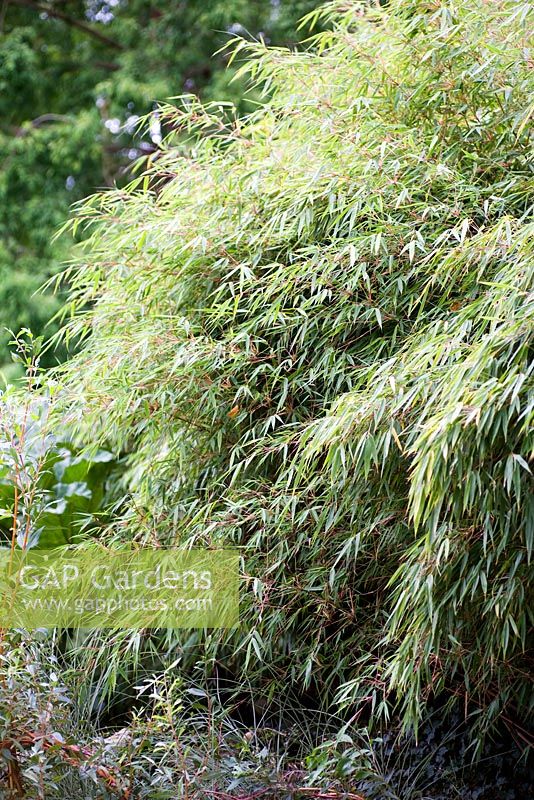 Fargesia rufa, bamboo, late summer, RHS Wisley.