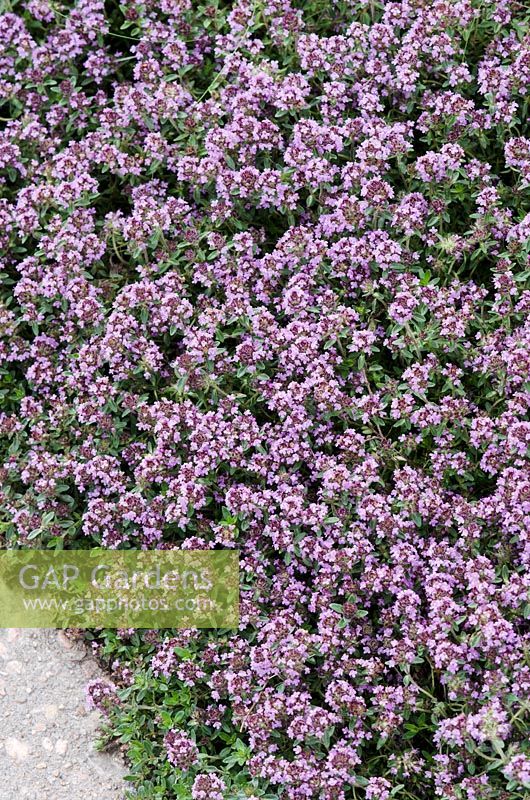 Thymus serpyllum 'Pink Chintz'