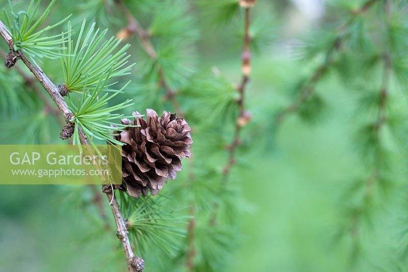 Larix x Eurolepis, Dunkeld larch, Hybrid larch, April, Surrey, England