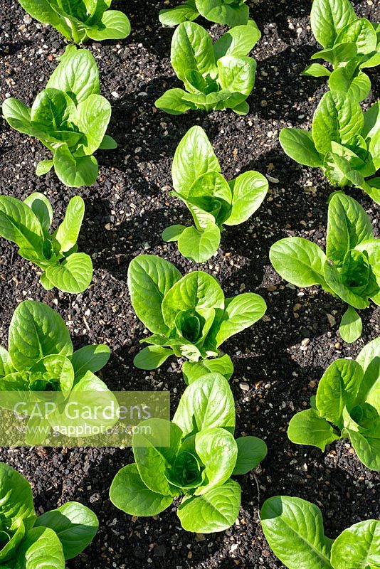 Lactuca sativa 'Maureen', Little Gem lettuce, March, Sussex, England