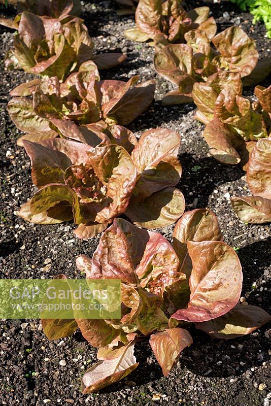 Lactuca sativa, Lettuce Marvel of Four Seasons, Merveille des Quatre Saisons, Butterhead Lettuce, March, Sussex, England