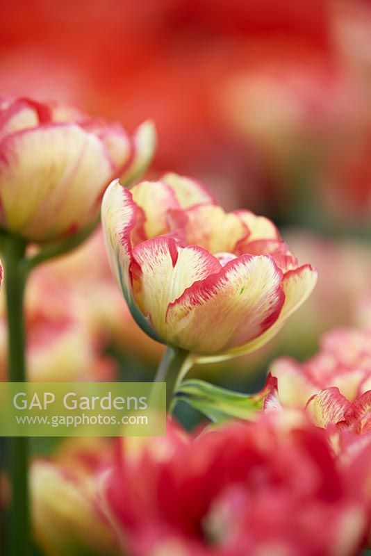 Tulipa 'Sundowner'