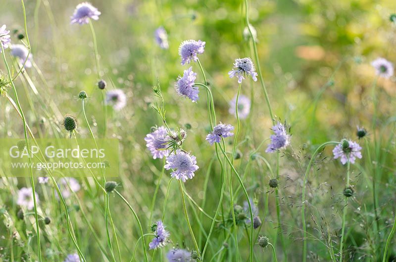 Scabiosa columbaria