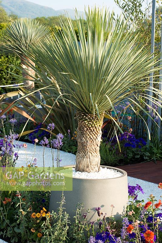 Yucca rostrata - Ocean Garden, RHS Malvern Spring Festival 2017 - Design: Michael Damien