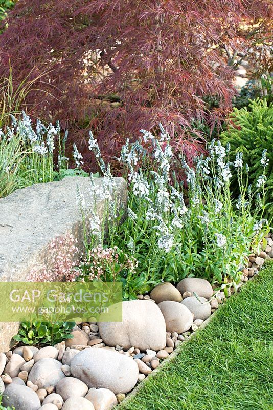 Pebbles surrounding Saxifraga urbium with Veronica gentianoides and Acer palmatum -  'At One With .... A Meditation Garden' - Howle Hill Nursery, RHS Malvern Spring Festival 2017 - Design: Peter Dowle