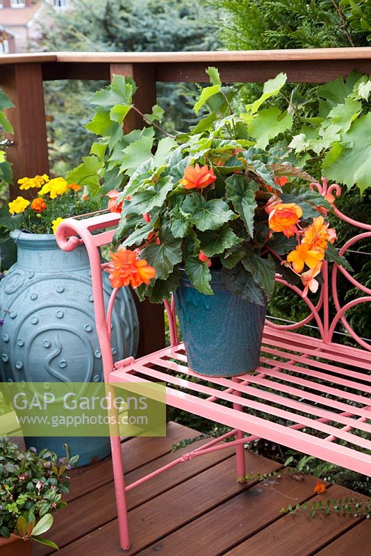 Decorative pot with Begonia on metal bench. Pattie Barron's terrace garden