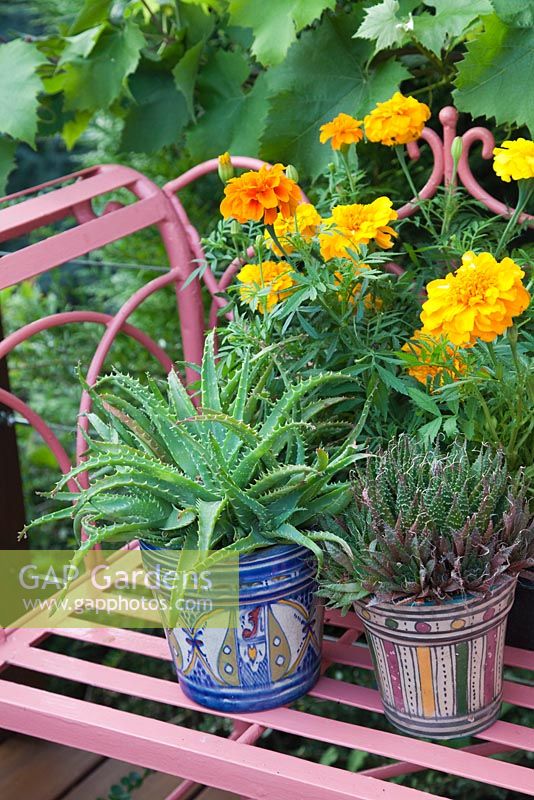 Decorative painted patterned pots with succulents on metal bench with Marigolds and vine. Pattie Barron's terrace garden