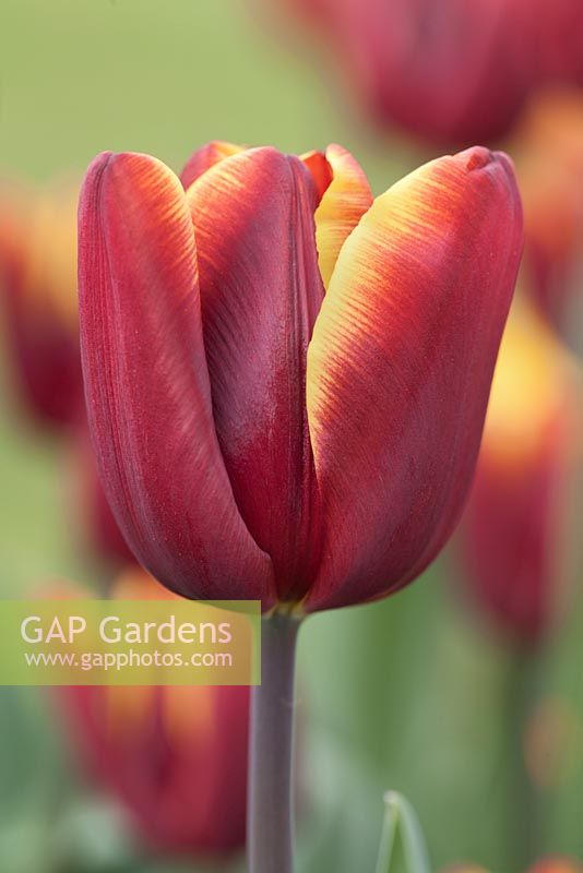 Tulipa 'Abu Hassan' - April, Cheshire