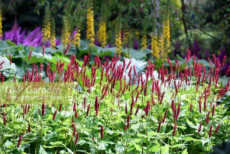 Persicaria amplexicula 'JS Caliente' in shady woodland garden