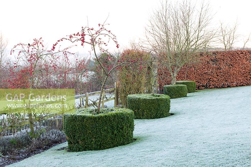 Clipped drum of Box and Malus 'Red Sentinel' crab apple overlooking the vegetable garden