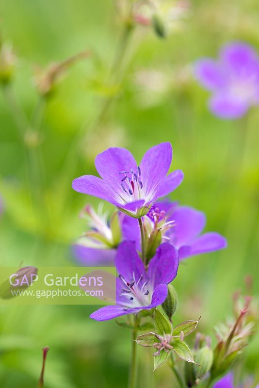 Geranium sylvaticum 'Mayflower', cranesbill, a hardy perennial producing masses of violet-blue flowers in summer.