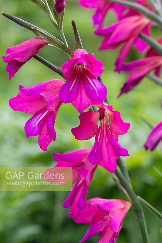 Gladiolus communis subsp. byzantinus, Byzantine gladiolus, a hardy perennial producing  bright pink flowers from May to July.
