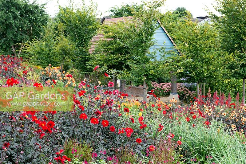 The Hot Bank with Dahlias 'Bishop of Llandaff', 'Ballego's Glory', 'David Howard' and 'First Love', amidst Lobelia tupa, crocosmias and salvias.