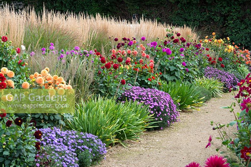 Twin autumn dahlia borders, blended with Aster novi-belgii 'Waterperry' and backed by Calamagrostis x acutiflora 'Karl Foerster'.
