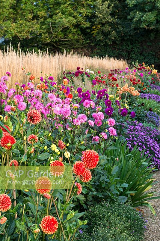 Autumn dahlia border, blended with Aster novae-angliae 'Purple Dome' and backed by Calamagrostis x acutiflora 'Karl Foerster'.