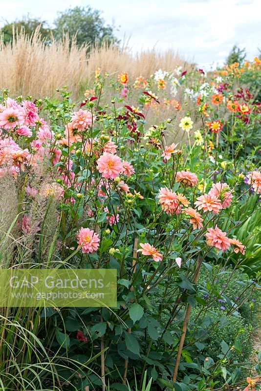 Dahlia 'Joan Beecham' set against a background of feather reed grass 'Karl Foerster'.