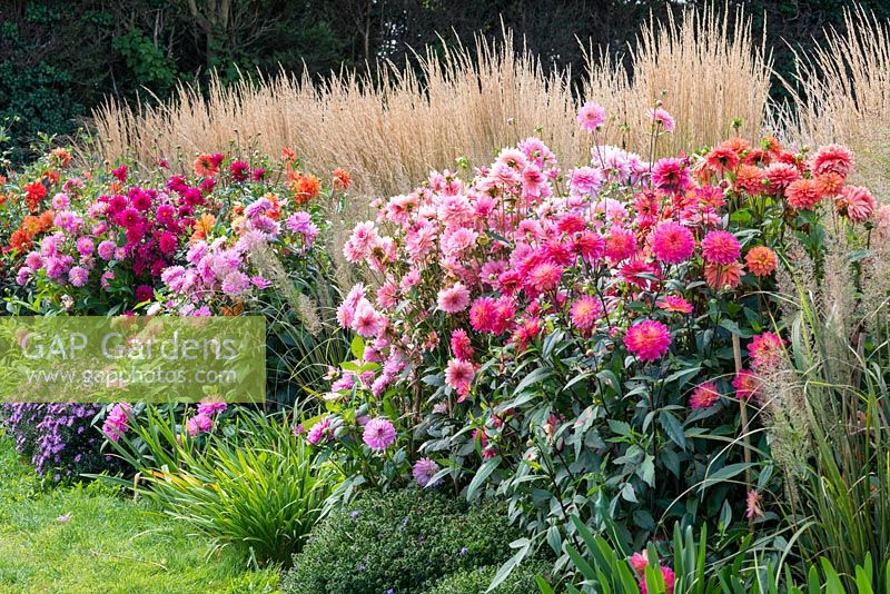 Autumn border with dahlias right to left -
 'Gretchen Hein', 'Amaran Troy', 'Purple Cottesmore' and 'Pink Loveliness'.