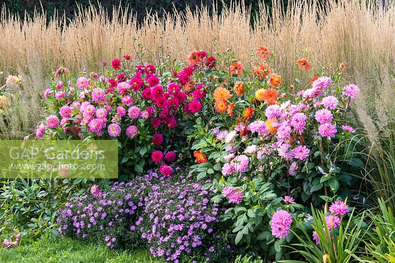 Autumn border with dahlias right to left - 'Gretchen Hein', 'Lucky Devil', 'Purple Cottesmore' and 'Pink Loveliness'. Clumps of Aster novi-belgii 'Waterperry'.