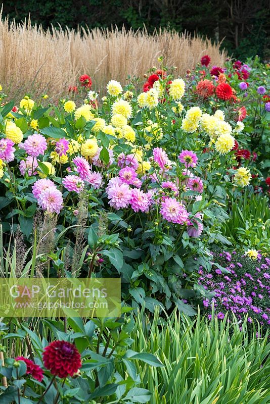 Clumps of pink Dahlia 'Christine' in front of yellow Dahlia 'Little Laura'.