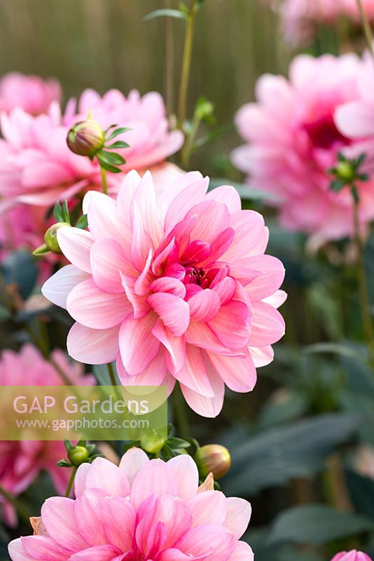Dahlia 'Rosemary Webb', a pink Waterlily dahlia flowering from late summer until October.