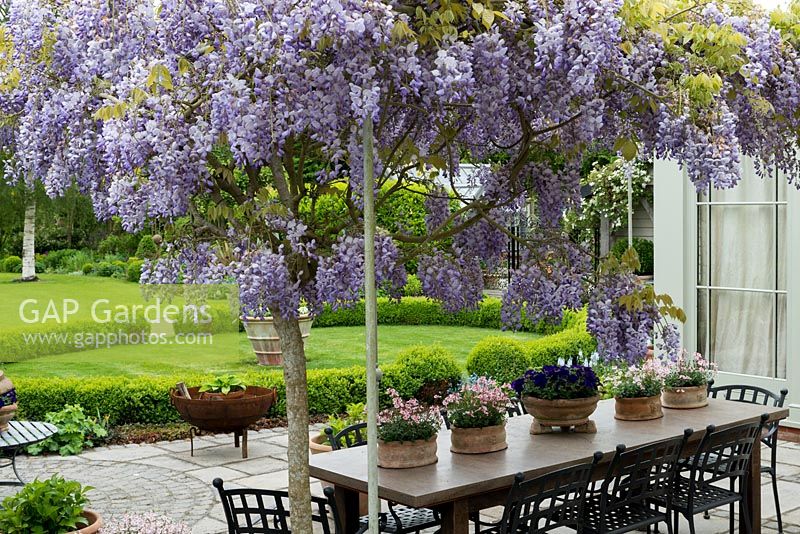 A pergola bears the fragrant climber, Wisteria sinensis, Chinese wisteria, above a terrace with dining table and pots of pink diascia and blue petunia. Beyond lies a circular lawn enclosed in low box hedging.