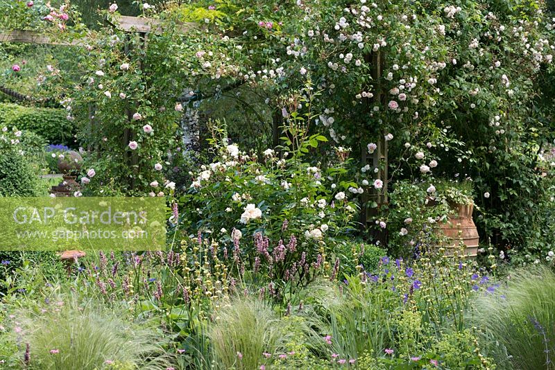 Rose pergola with Rosa 'Felicite Perpetue', 'New Dawn', 'Coral Dawn' and 'Madame Alfred Carriere'. Seen over bed of alchemilla, bistort, geranium, sisyrinchium and white Rosa 'Macmillan Nurse'.