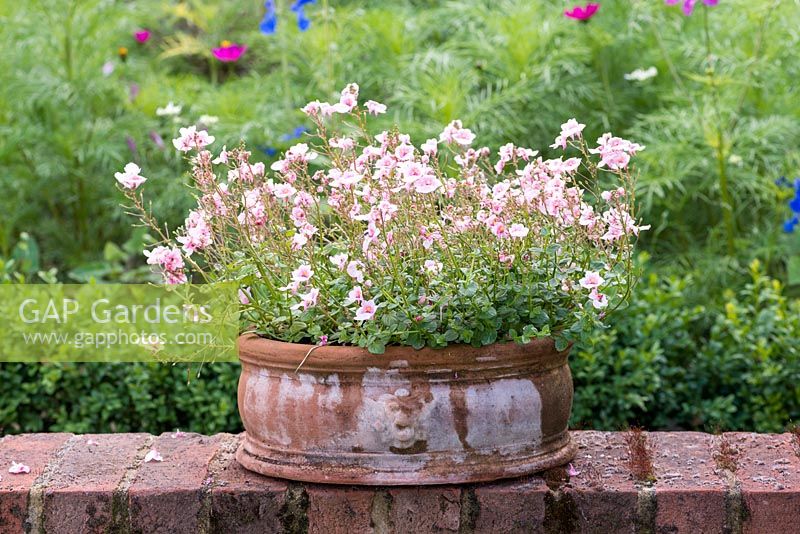 Diascia 'Juliet with Pink Eye'