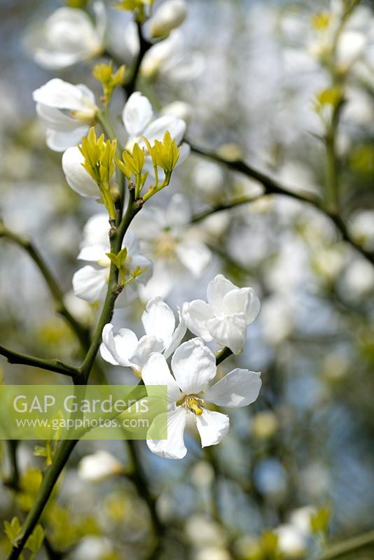 Poncirus trifoliata, Japanese bitter orange, Aegle sepiaria, trifoliate orange, Citrus trifoliata, Chinese orange tree, April, Middlesex, England, UK