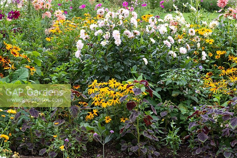 A colourful late summer border with Dahlia 'Silver Years', Rudbeckia hirta, Amaranthus and Nicandra physalodes