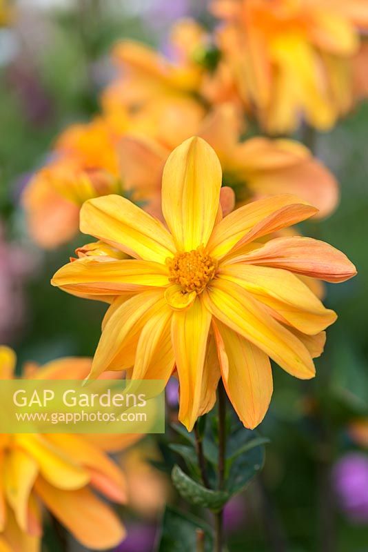 Dahlia 'Gingersnap', a prolific waterlily type dahlia producing golden orange flowers.