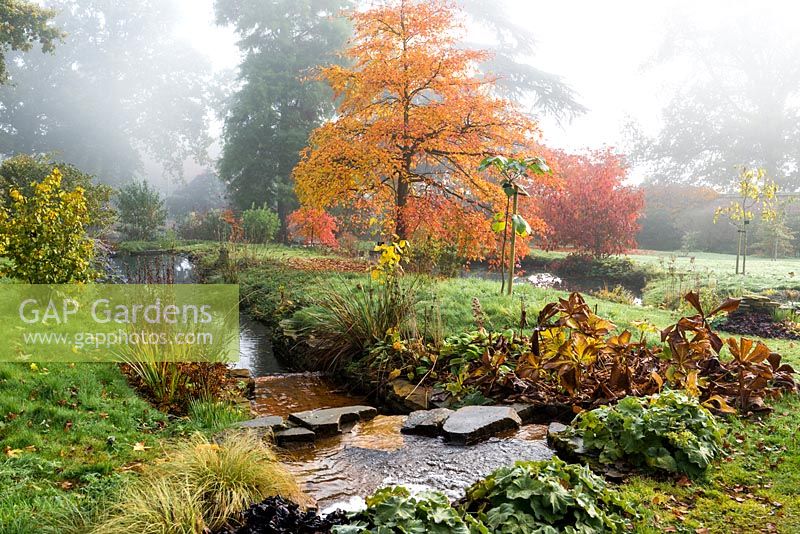 Nyssa sylvatica, tupelo, with gold and red autumn leaves, planted in grass between streams.