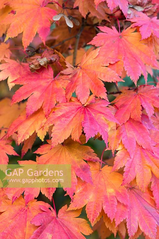 Acer palmatum var heptalobum, maple, has palmate leaves of up to 9 leaflets, turning red and orange in autumn.