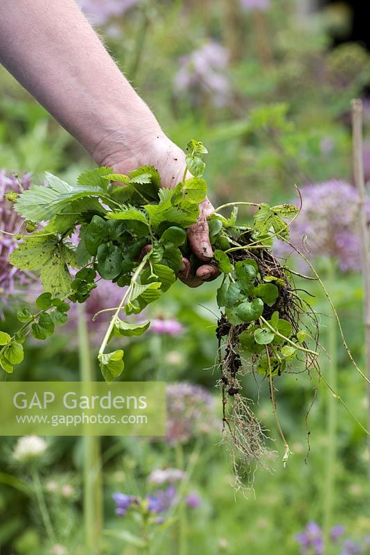 Gardeners hand holding cleared plants - June - Oxfordshire