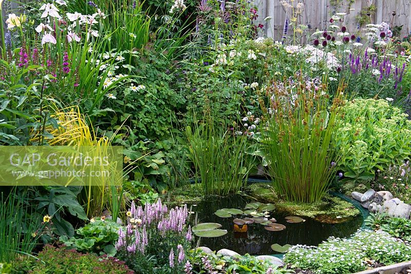 A small wildlife pond planted with rushes and waterlilies. Marginal planting of irises, grasses, hosta and ice plant.