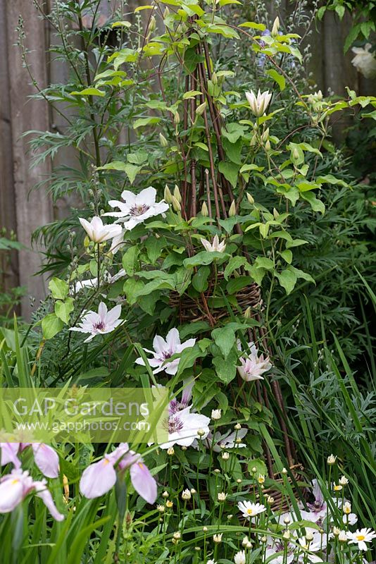 Clematis 'Countess of Wessex' trained up a woven willow obelisk, adding height near the back of a herbaceous border.