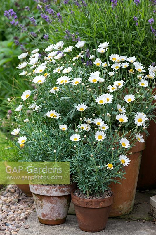 Pots of white marguerites and lavender.