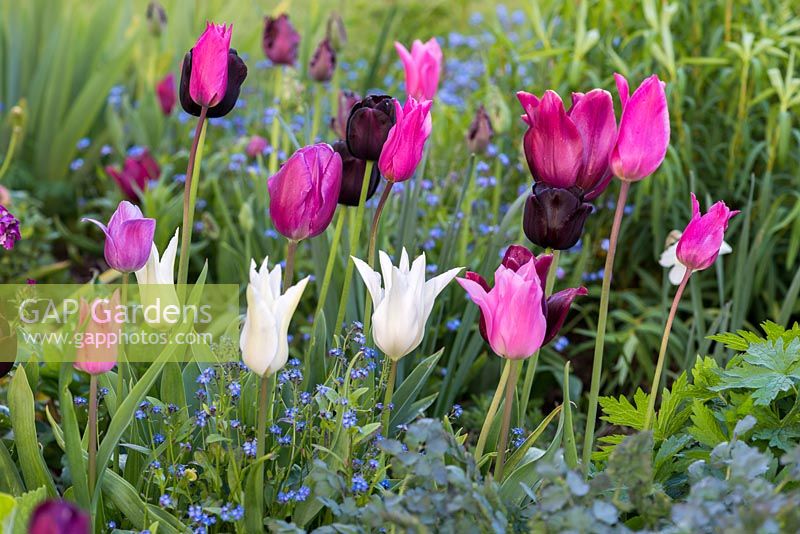 A harmonious spring combination of pink, purple and white tulips underplanted with forget me nots.