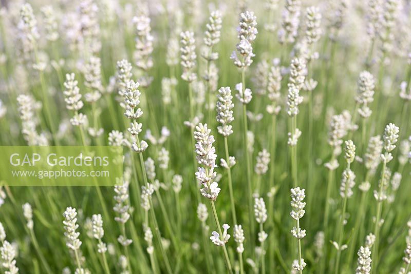 Lavandula angustifolia 'Blue Mountain White', English lavender, a rare variety with grey green foliage and white flowers from June.