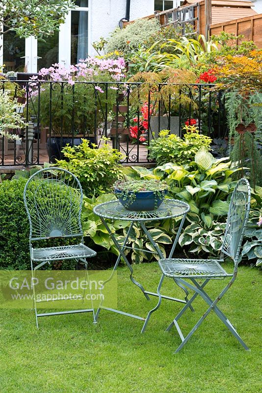 Below pot of cosmos, grassy seating area edged by bed of hostas, box ball and choisya.