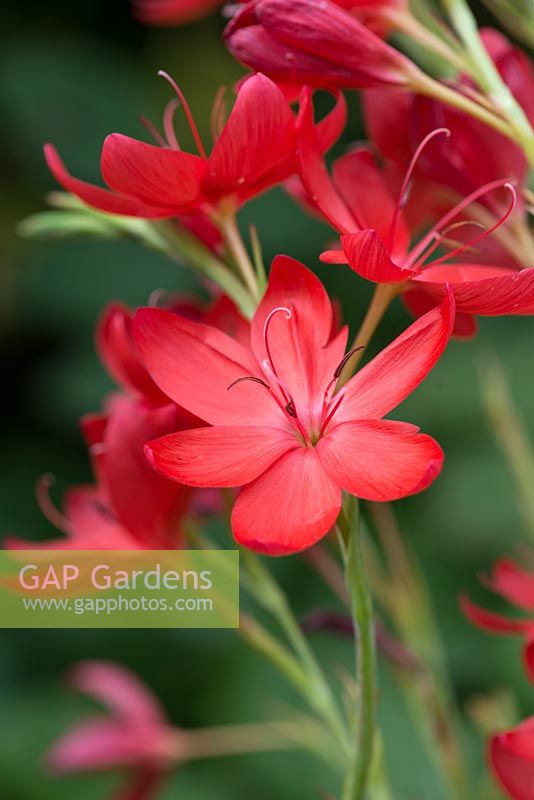 Hesperantha coccinea, syn. Schizostylis, crimson flag or kaffir lily, has spikes of bright red flowers from August into autumn