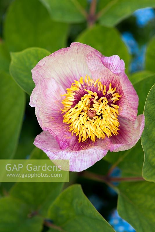 Paeonia mlokosewitschii hybrid, a herbaceous perennial peony with single pale pink flowers.