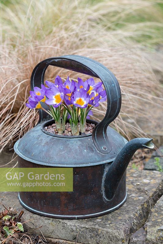 Vintage copper kettle planted with February flowering Crocus sieberi subsp. sublimis 'Tricolor'.