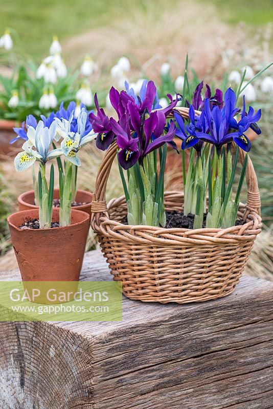 Reticulata irises. Left pot, 'Katharine Hodgkin. In front of basket, plum coloured 'George' and blue 'Harmony'. Behind snowdrops. Flowering in January and February.