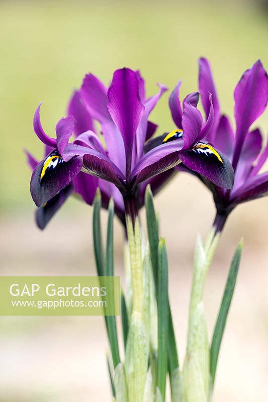 Iris histrioides 'George', a plum purple reticulata iris. Flowering January, February and March.