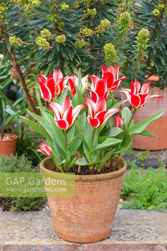 Terracotta pot of Tulipa 'Pinocchio', a dwarf Greigii tulip flowering in March against backdrop of euphorbia.