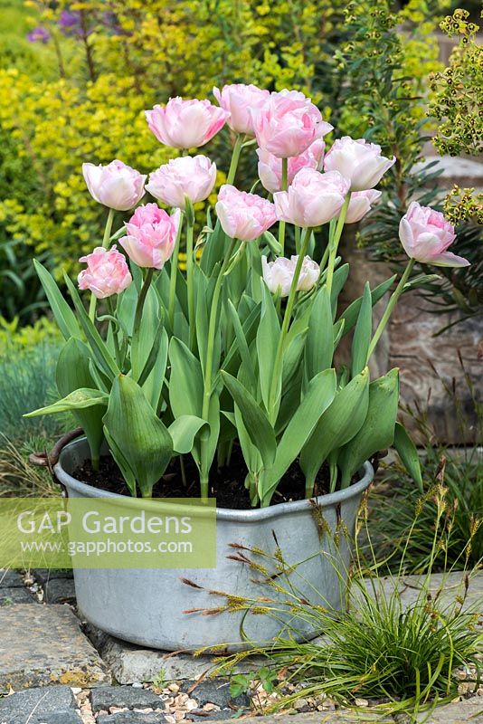 In an aluminium preserving pan, Tulipa 'Angelique', a double late flowering tulip with pink petals, flowering in April.