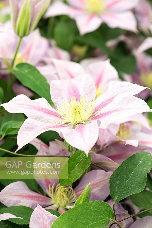 Clematis 'Volunteer', a compact and floriferous clematis with striped pink flowers.
