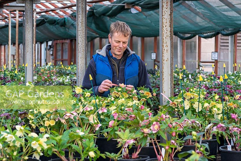 Kevin Belcher who, over the last 30 years, has developed an amazing range of hellebore hybrids in Ashwood Nurseries' breeding programme.