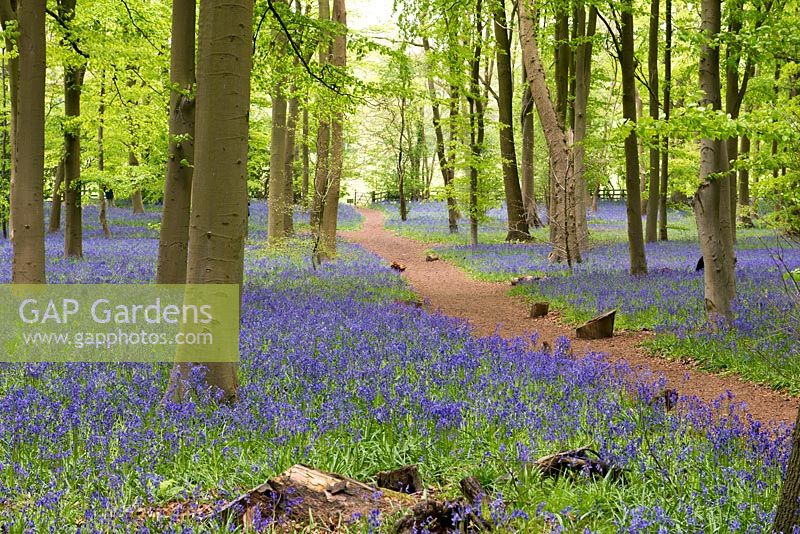 Ancient five acre beech woodland at Coton Manor, naturalised with native English bluebells, Hyacinthoides non-scripta.